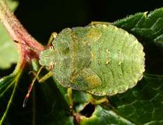 Green shield bug nymph